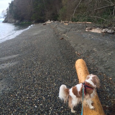 Dog Jaunt – Lummi Island’s Willows Inn: World-class dining, dog-friendly lodging options